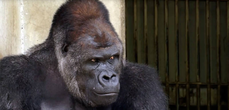 Shabani the Handsome Gorilla