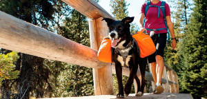 Dog Backpack