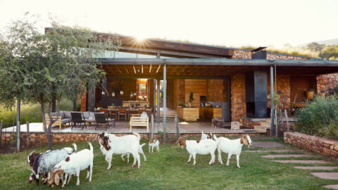 South African Home With a Green Roof