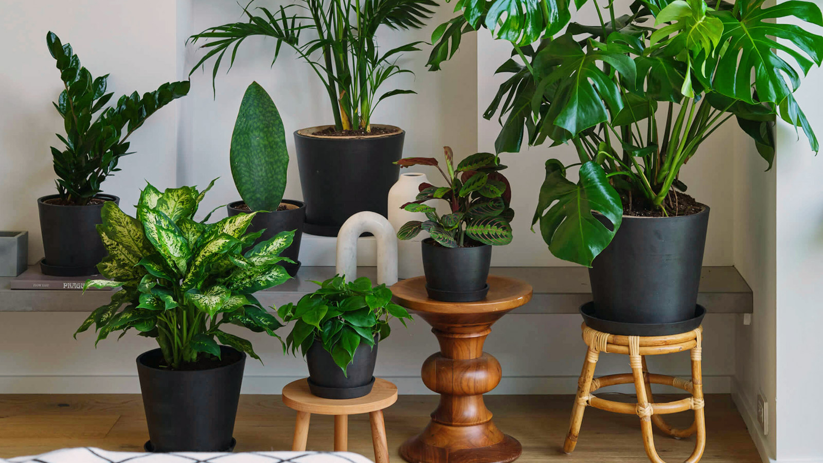 best-indoor-plants-for-fall-and-winter-imboldn