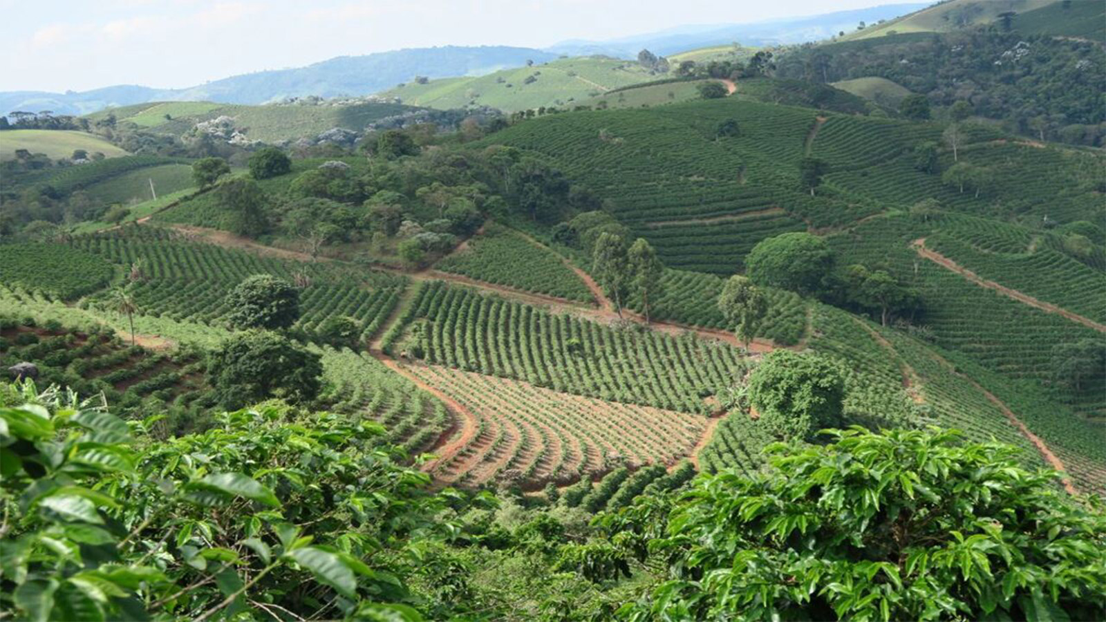 BSD | Brazil Sul de Minas Cooxupé Plumeria Coffee