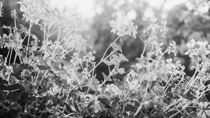 Leica's MONOPAN 50 black and white ISO 50 film emphasizes fine grain quality and professional analog photography aesthetics.