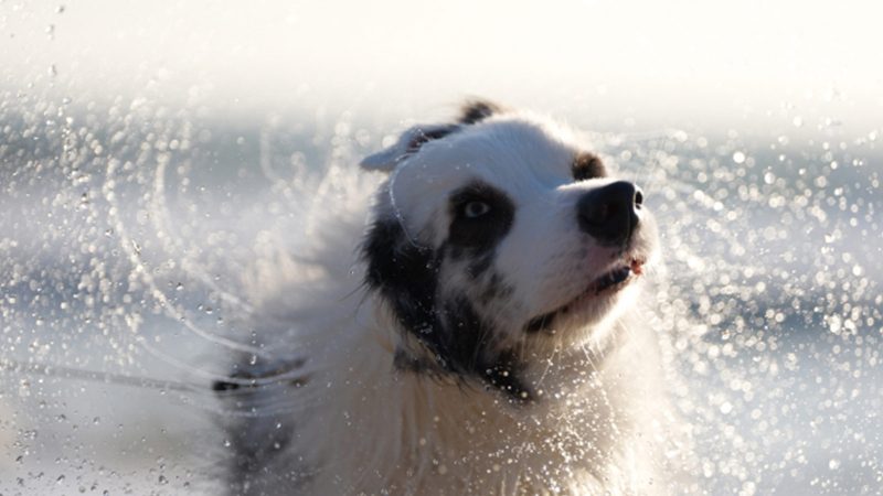 The Sony Alpha 7 V full-frame mirrorless camera with a 33MP partially stacked Exmor RS sensor, AI autofocus, BIONZ XR2 processor, 7K oversampled 4K video, and advanced tracking.